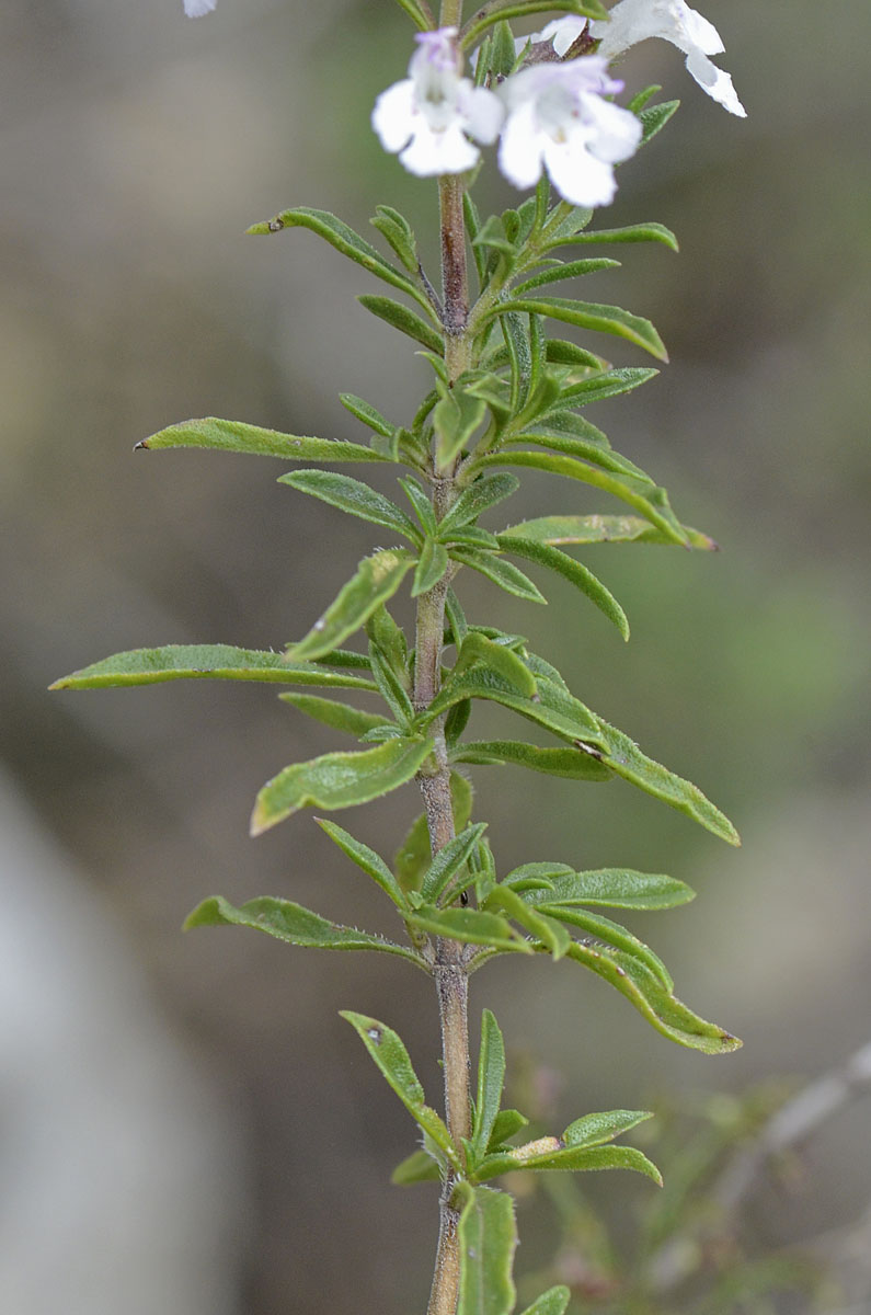 Satureja montana / Santoreggia montana